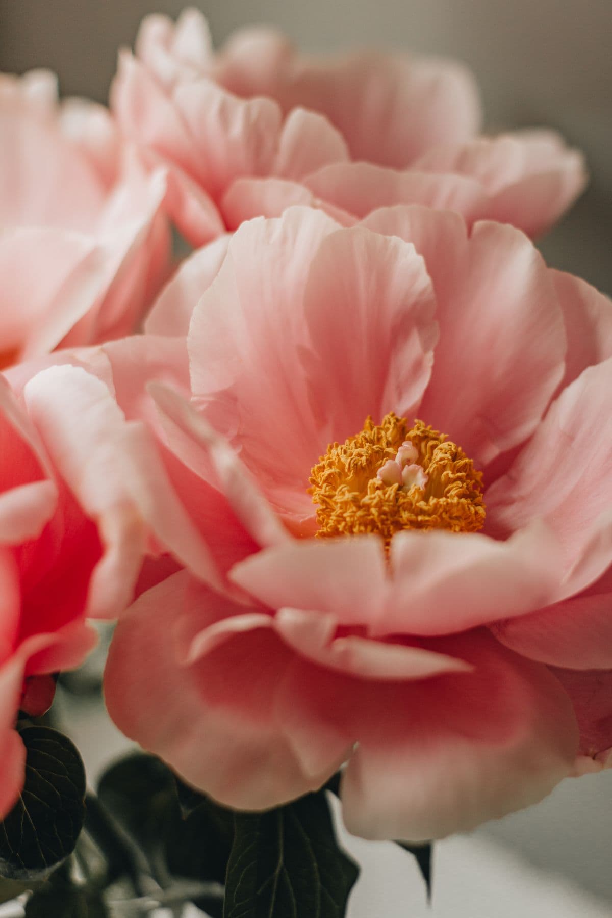 Close-up of a coral peony in full bloom