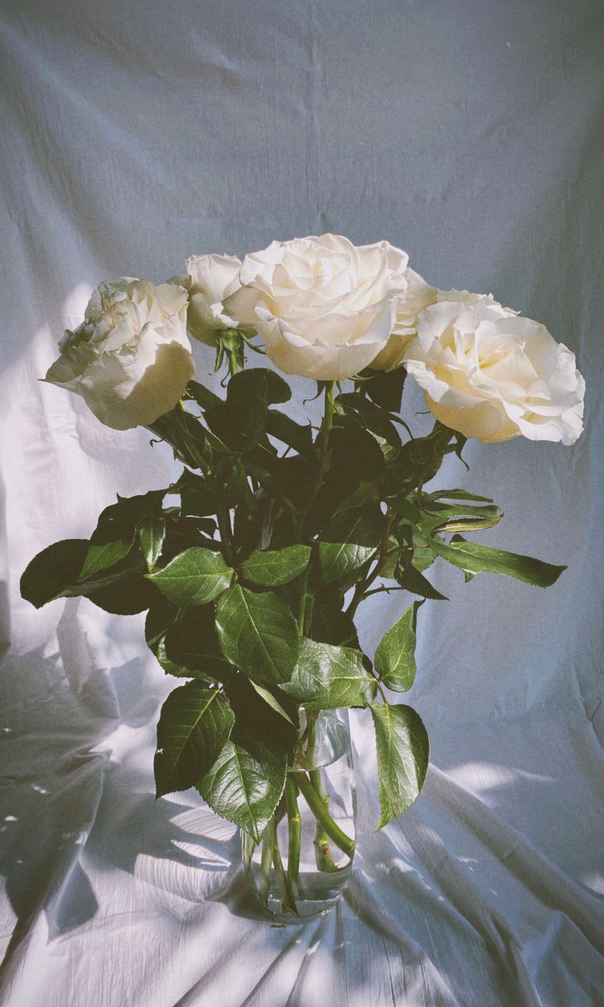 White roses in a clear glass vase in soft light